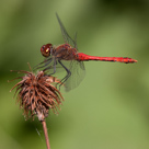Sympetrum sanguineum